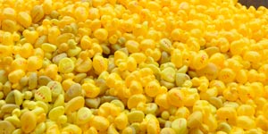 Duck Race