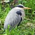 Heron