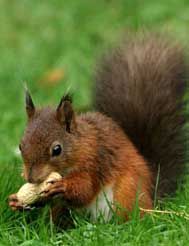 Red Squirrels in the Crags