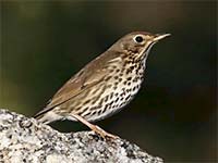 Song thrush