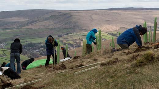 Treeplanting