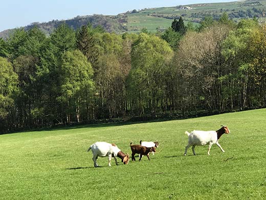 Sheep in field