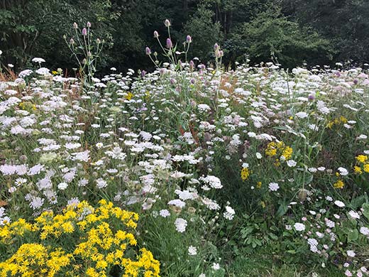 Wild flowers