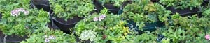 Hanging baskets