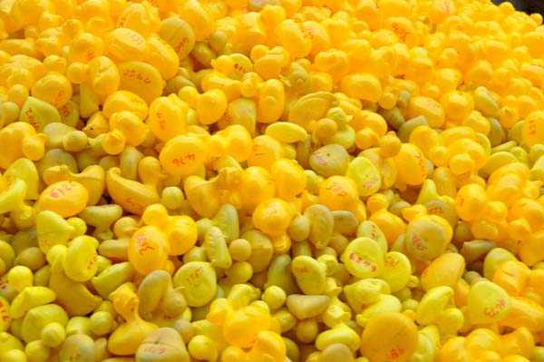 Duck Race