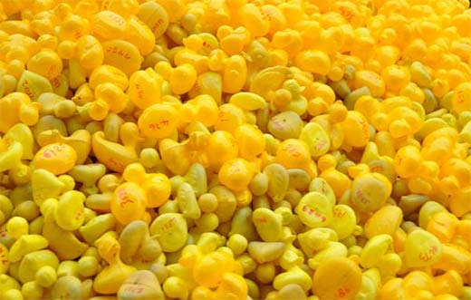 Duck Race