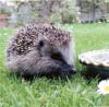 Hedgehogs