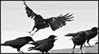 CROWS