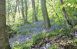 Bluebells