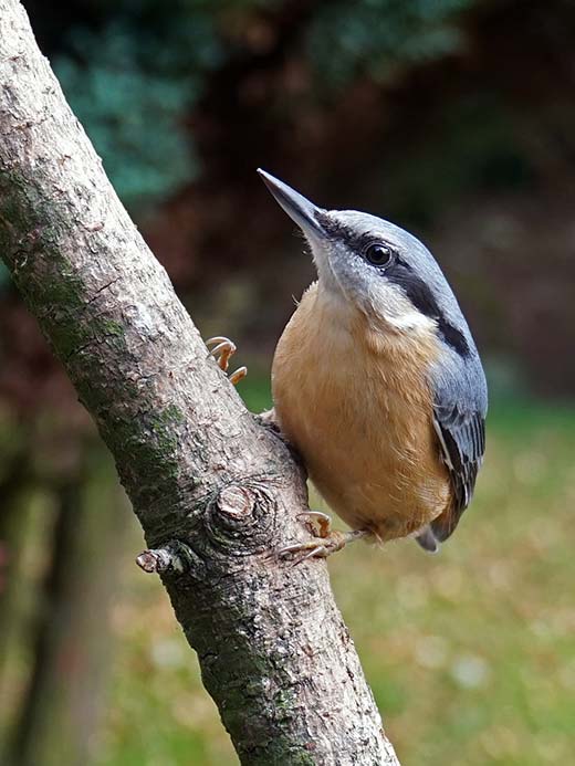 Nuthatch by Jim Strom