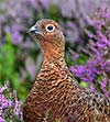 Grouse at Shackleton