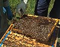 Community Bee Group