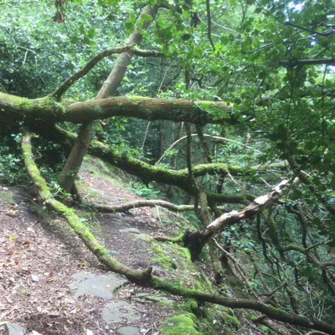 Fallen trees