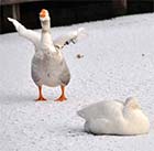 Snow geese