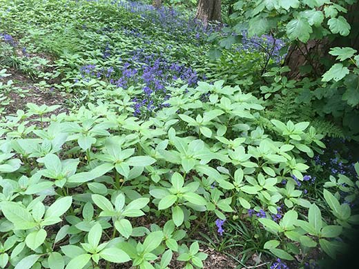 Bluebells smothered