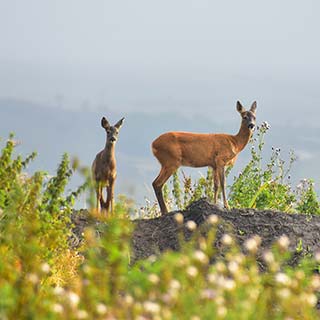 Roe deer