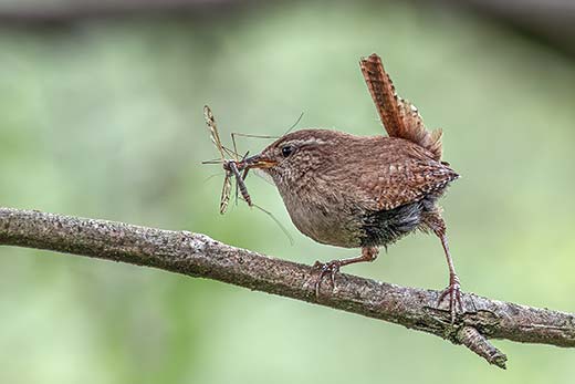 Wren