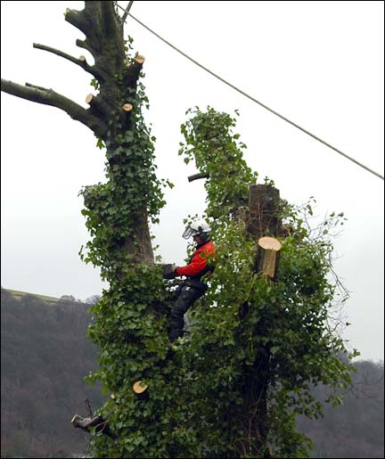 Tree Felling in Midgehole Road