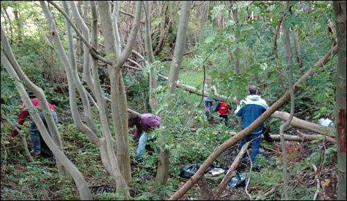 Millpond cleanup